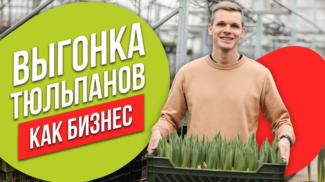 Выгонка тюльпанов как бизнес. Максим Веревкин о бизнесе на тюльпанах и своих принципах в работе