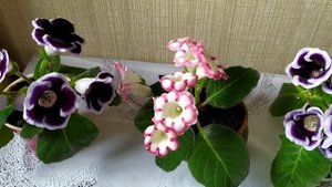 НИКАКОГО ХОЛОДИЛЬНИКА!!! Глоксинии королевские. Уход и размножение.