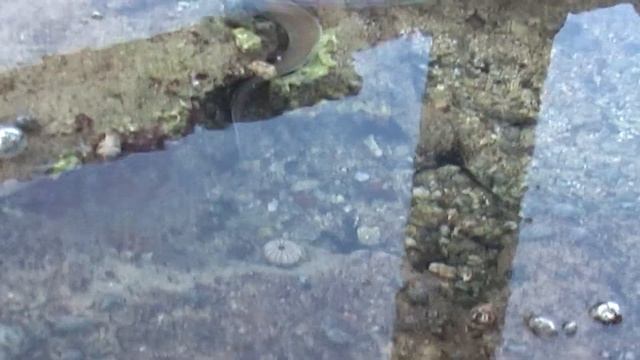 Отдых в Египте, Шарм-Эль-Шейх #10. МУРЕНЫ КРАСНОГО МОРЯ. Трогаем руками смотреть онлайн