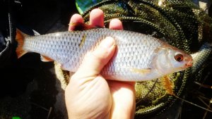 Плотва и елец весной 2020 на поплавок