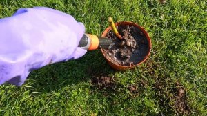 Пионы, тюльпаны и нарциссы осенью | Посадка луковичных цветов | Как обрезать пионы + пересадка, ухо