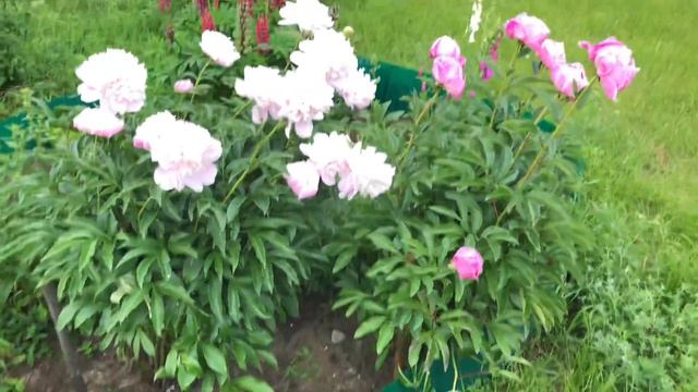 Красота цветов моей мамы. Наконец то убрали все дрова. Холодно. Жизнь за городом. смотреть онлайн