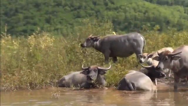 Вдохновляющий отдых в Лаосе круглый год смотреть онлайн