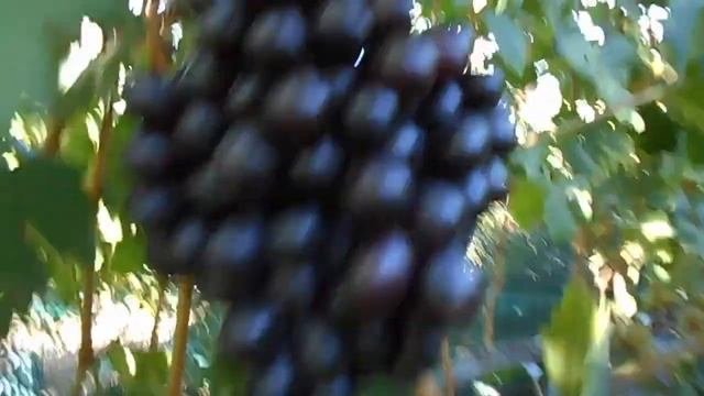БРЮНЕТКА! ОЧЕНЬ ВКУСНАЯ! 08.09.2020.ТЕЛ.+79054033245, WhatsApp и Viber +79528500417.ЗВОНИТЕ.СЕРГЕЙ.