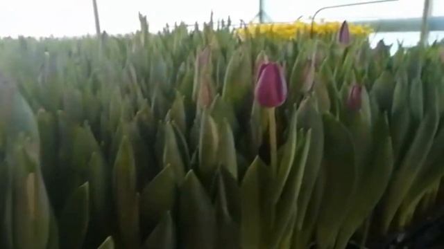 Выгонка тюльпанов, гиацинтов и нарциссов нашего партнера. Выпуск 2. Краснодарский край. смотреть онлайн
