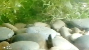 Верховка и пескарь в речном аквариуме