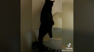 котик-писает-стоя-в-лоток-смешное