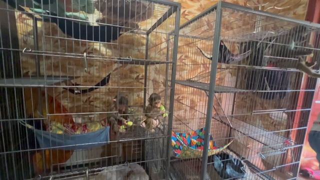 ЗАМУЧЕННЫЕ тираном Люськой Степа и Маня спокойно завтракают дома! смотреть онлайн