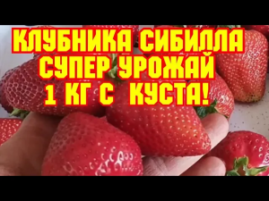 Клубника Сибилла! Взвешиваем урожай с куста!