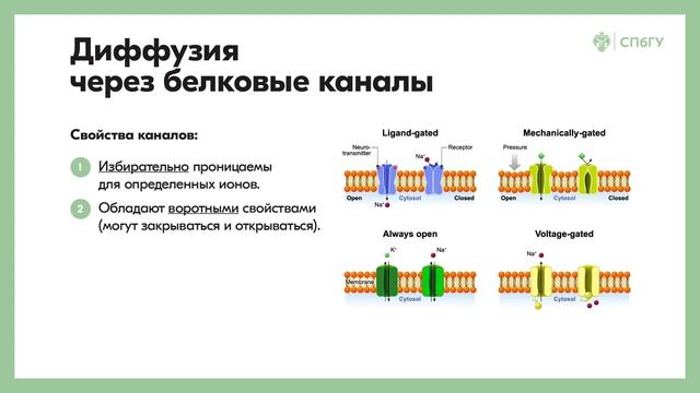 Пассивный транспорт  Простая и облегченная диффузия  Ионные каналы