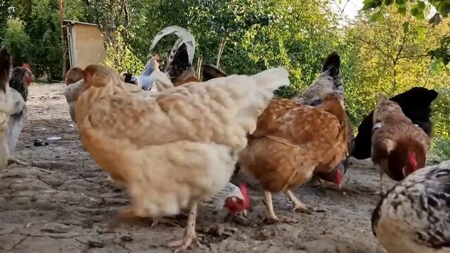 Жареная Курица. Два Самых Вкусных и Простых Рецепта в Одном Видео. смотреть онлайн