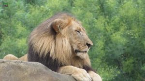 Lion hunting Giraffe in Barcelona Zoo! Funny animals