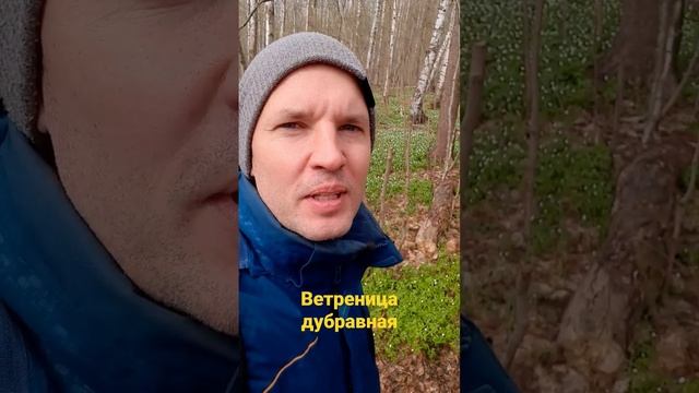 Как выглядит ветреница дубравная?