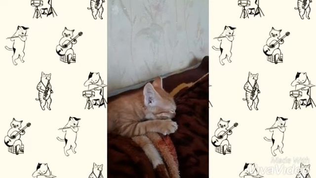 Котёночик ищет маму😍🐱, умиляющий рыжий малыш2020little kitten looking for mom/小猫正在寻找他的母亲#sports смотреть онлайн