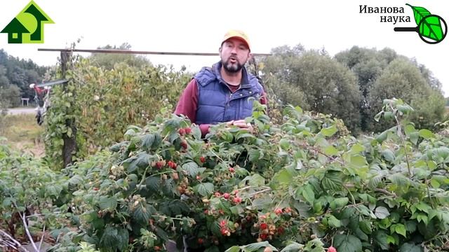 Не совершайте ЭТУ ОШИБКУ ОСЕНЬЮ и получите БОЛЬШОЙ УРОЖАЙ МАЛИНЫ! Чем и когда замульчировать малину