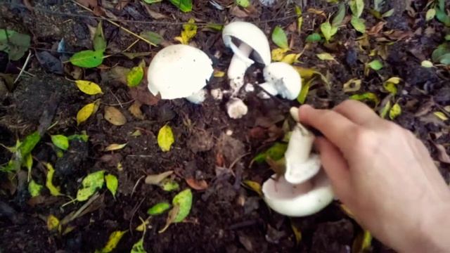 Грибы Шампиньоны Ничего Не Делая. Легко!!! смотреть онлайн