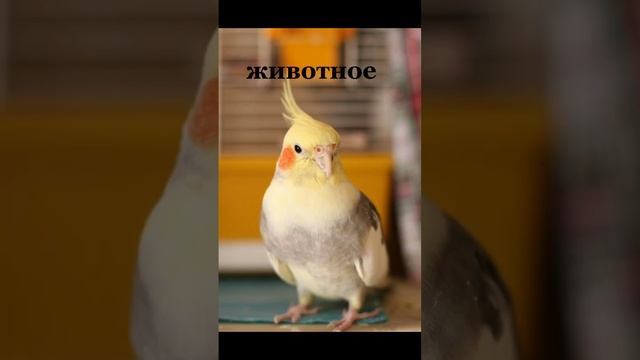 как я вижу девочку с именем: Юля♡)