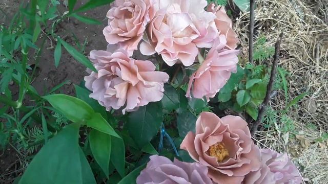 Розы чикаго пис, софи роуз, мэри роуз. смотреть онлайн