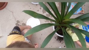 Это Чудо? Вы точно не знали.Такой Дренаж подходит для любых цветков.Пенопласт для комнатных растени