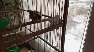 Чиж. Будни чижа. Пение чижа в домашних условиях.