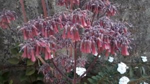 Haste Floral Aranto - Suculenta Mãe de Mil-(Kalanchoe laetivirens)