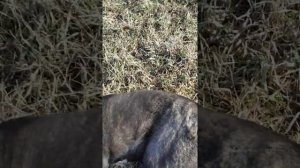 Щенок метис кане_корсе алабай