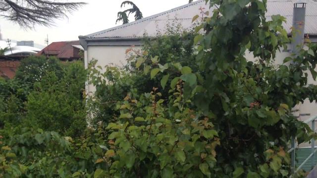 Грузия, хостел у Майи, балкончик смотреть онлайн