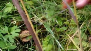 Афанасьевский район,Кировская область