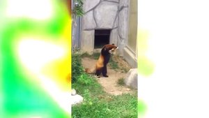 Красная панда пытается напугать камень, смешно до слез! #панда