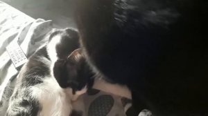 Взрослая кошка сосет титьку.