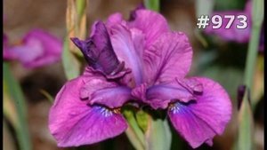 #973. Ирисы - самые красивые цветы