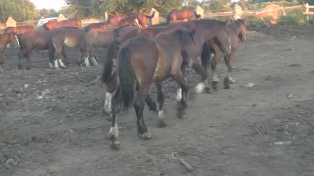 Герхан. Молодой владимирский тяжеловоз на 4 белых ногах. смотреть онлайн