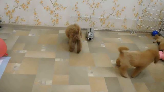 Щенки пуделя, д. р. 10.08.2016, играют смотреть онлайн