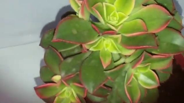 Aeonium Haworthii Kiwi.LINDÍSSIMA смотреть онлайн