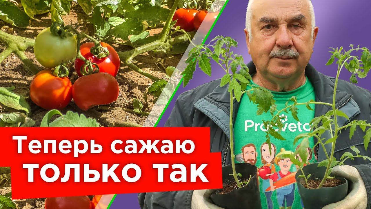 КОРНЯМИ НА ЮГ, МАКУШКОЙ НА СЕВЕР - сажайте только так переросшую рассаду томатов!