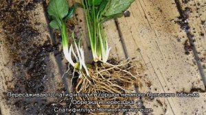 Спатифиллум Шопен — описание цветка