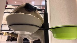 АСМР.Кушаю мясо.Обед мопса.МУКБАНГ