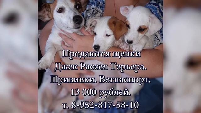 Продаются щенки Джек Рассел Терьера