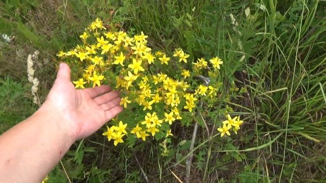 Иван-чай чай-ли смотреть онлайн