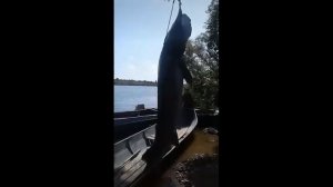 В Приамурье браконьеры поймали огромную рыбу калугу.
