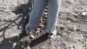 Грохотная картофелекопалка в работе