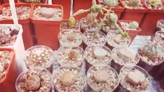 Выставка кактусов в Одессе (Created with @Magisto) смотреть онлайн