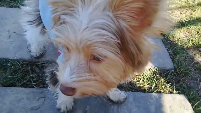 Пёс Тотоша отдельным роликом представляет любимчика Лаки, мини йорик, на площадке ПИТОМЦЫ В МОСКВЕ смотреть онлайн