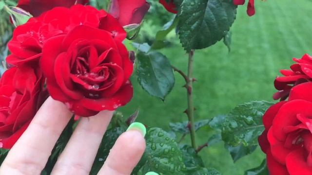 АЛЫЕ РОЗЫ или миниатюрная флорибунда на штамбе ‼️Rose Nina Weibull ❤️❤️❤️ смотреть онлайн