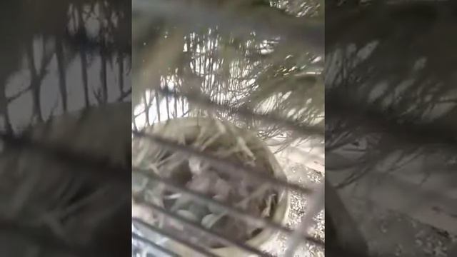 Разведение щеглов домашних условиях смотреть онлайн