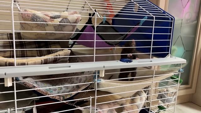 ОБУСТРАИВАЮ КЛЕТКУ НОВЫМИ ВЕЩАМИ ДЛЯ КРЫС☺️ *реакция крыс*