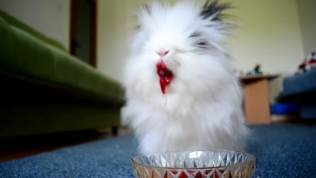 Кролик ест клубнику и вишню милый кролик еда Малина смотреть онлайн