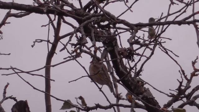 Обыкновенная зеленушка [Carduelis chloris] из рода щеглов.  Октябрь