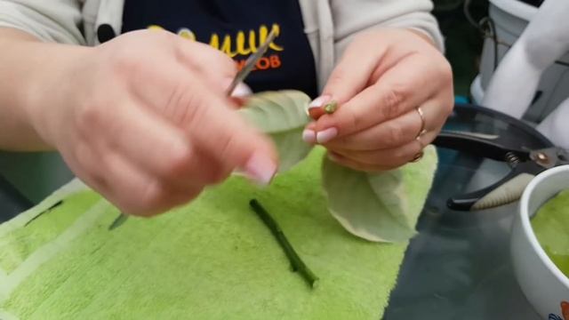 Прививка на не укорененный черенок