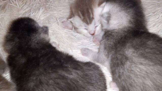 Шотландские котята, шиншиллы и мраморный.